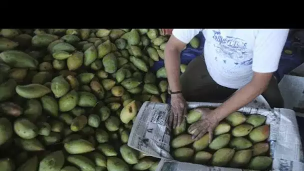 Face au changement climatique, les agriculteurs de Calabre cultivent des fruits tropicaux