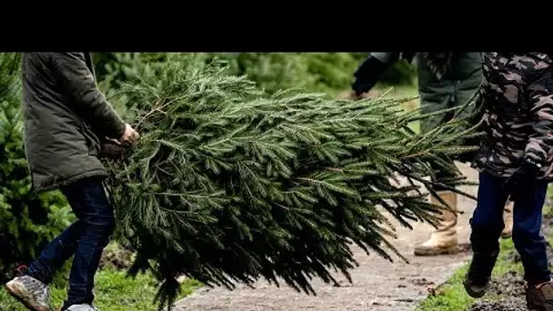 L'Amérique s'attend à une pénurie d'arbres de Noël en décembre 2021