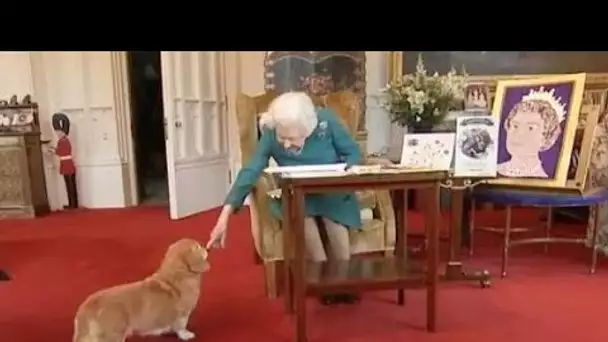 La reine offre un rare aperçu du côté «affectueux» alors que le chiot bien-aimé s'écrase sur le tour