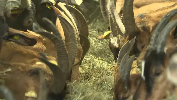 La difficile reprise d'une ferme pédagogique à Saint-Cézaire-sur-Siagne