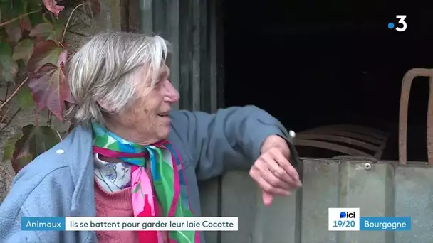 Cocotte, une laie adoptée illégalement, est menacée d’être retirée à un couple de retraités