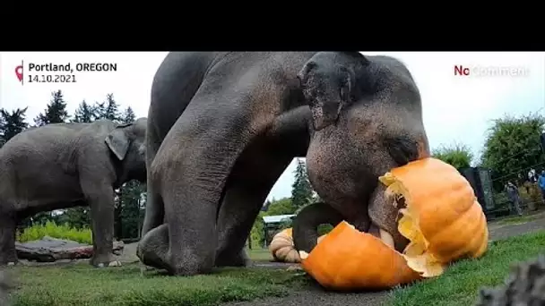 Les éléphants du zoo d'Oregon écrasent de gigantesques citrouilles