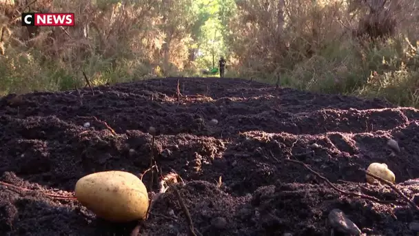 Des pommes de terre cultivées au milieu des pins