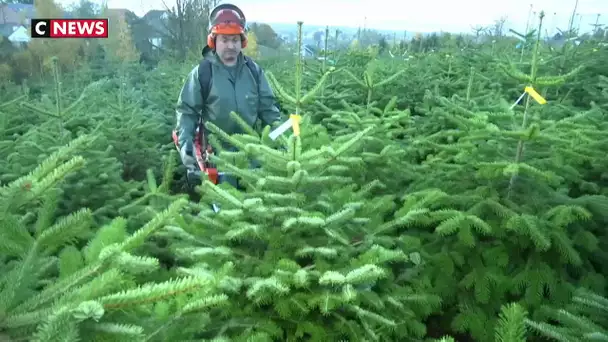 Noël : c'est l'heure de la coupe pour les sapins