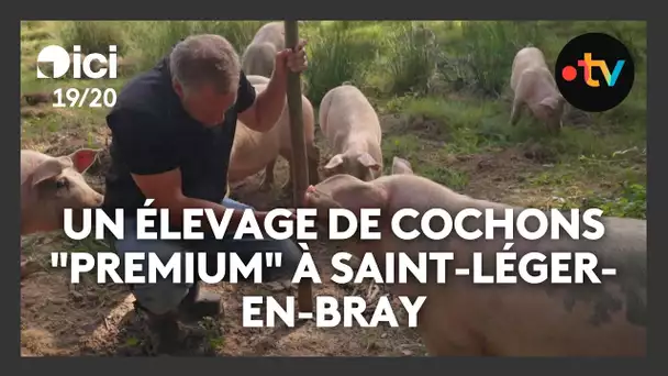 Un élevage de cochons "premium" nourris aux glands à Saint-Léger-en-Bray