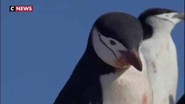 L'Antarctique enregistre un nouveau record de température