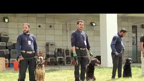 Kaboul : les chiens abandonnés de l’aéroport pourraient reprendre du service