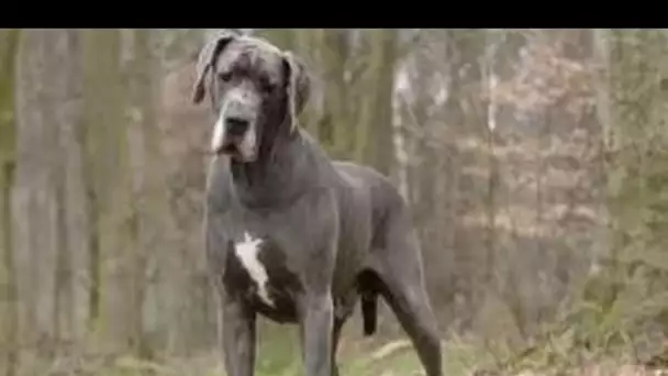 Le Dogue Allemand ou le Grand Danois