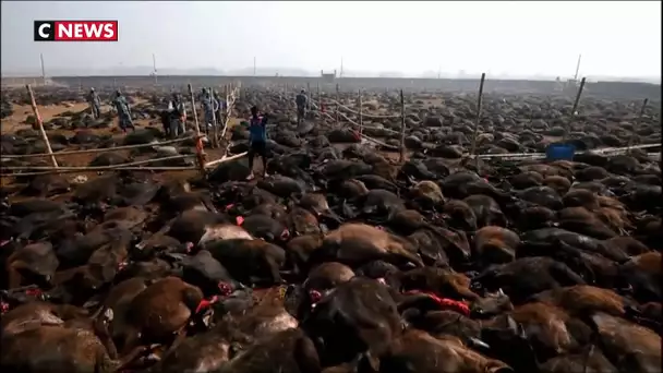 Népal : des sacrifices d'animaux qui font polémique