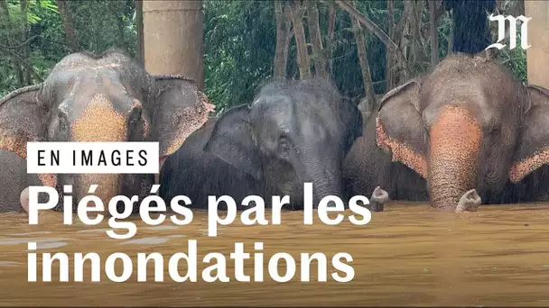 En images, des éléphants pris au piège d'inondations en Thaïlande