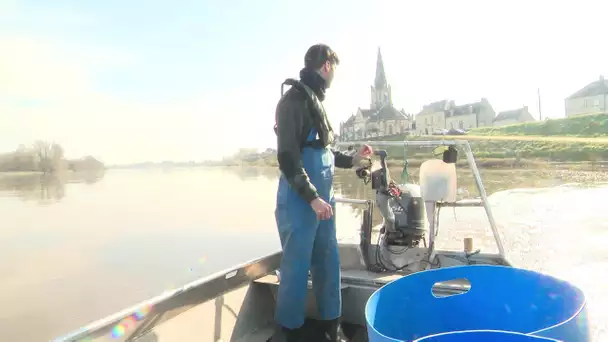 Coronavirus : les difficultés des pêcheurs de Loire