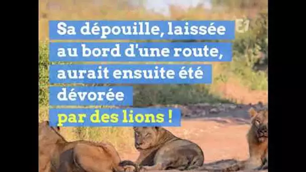 Un braconnier tué par un éléphant puis mangé par des lions