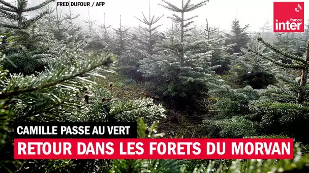 Retour sur les forêts dans le Morvan