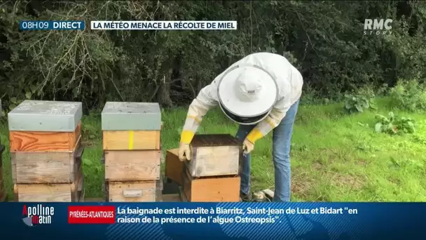 La météo pluvieuse menace la récole de miel