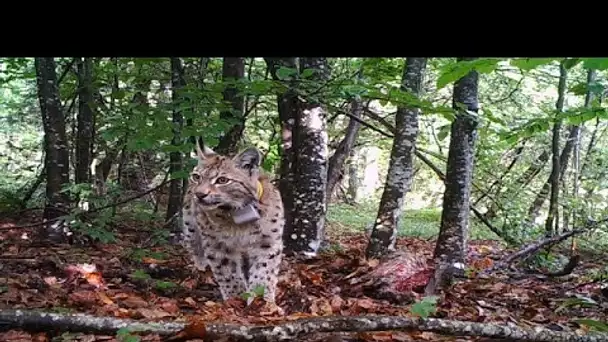 Loups, lynx et ours : l'enjeu de la préservation et de la coexistence avec les hommes