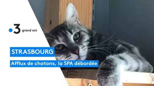 Strasbourg : face à l'afflux de chatons, la SPA a besoin de bénévoles et de familles d'accueil
