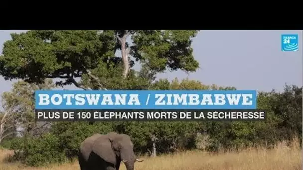 Botswana / Zimbabwe : plus de 150 éléphants morts de la sécheresse