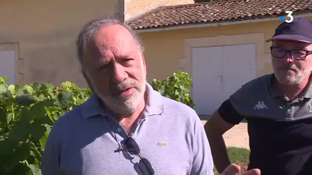 Des vendanges précoces a Bordeaux