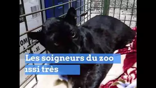 LA PANTHÈRE D'ARMENTIÈRES A ÉTÉ VOLÉE AU ZOO DE MAUBEUGE