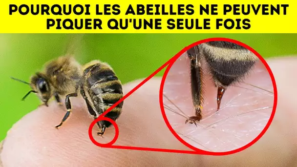 Pourquoi les abeilles ne survivent pas après vous avoir piqué (et autres faits sur les animaux)