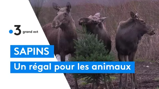 Sapins de Noël : des friandises pour les animaux du parc animalier de Sainte-Croix