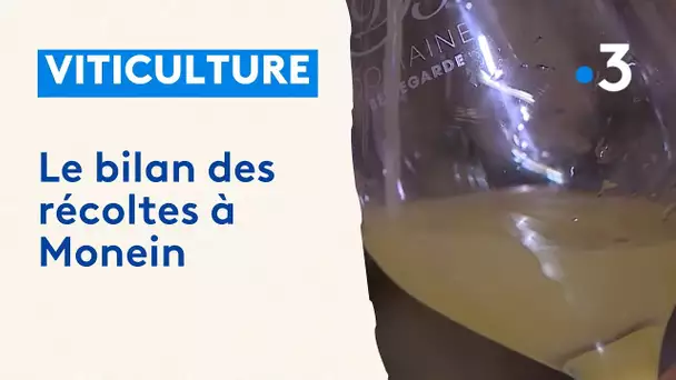 Vendanges:  le bilan des récoltes à Monein