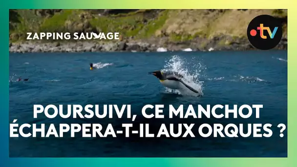 Ce jeune manchot est pourchassé par des orques ! 🐧 – ZAPPING SAUVAGE