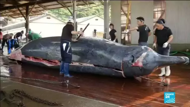 Au Japon, la chasse commerciale à la baleine de nouveau autorisée