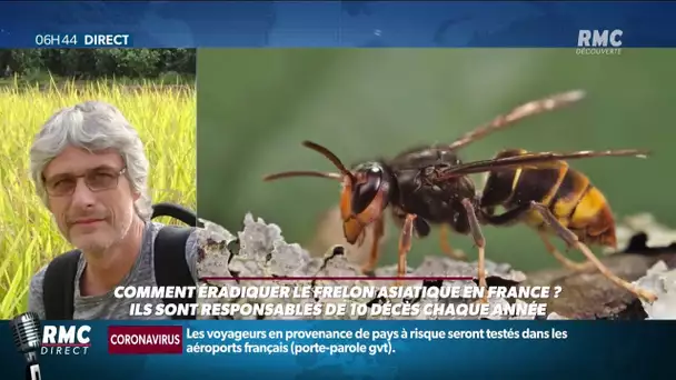 Comment éradiquer le frelon asiatique en France?