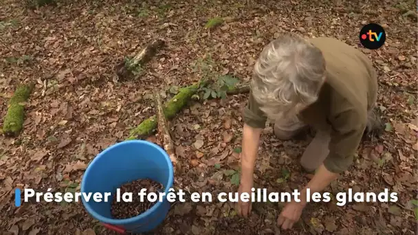 Préserver la forêt en cueillant les glands