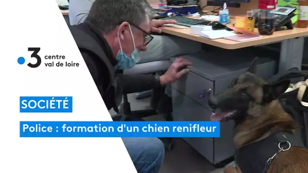 Police : formation des chiens renifleurs à la recherche de stupéfiants