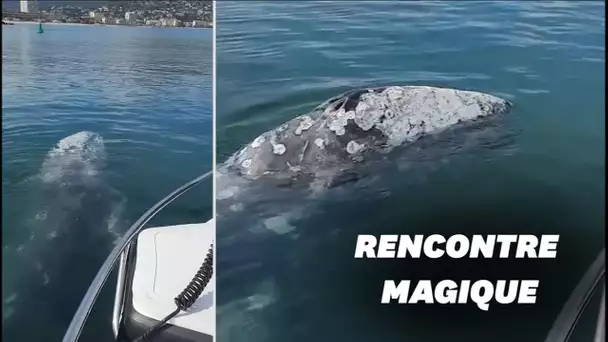 Une baleine grise observée à l'entrée du port de Bormes-les-Mimosas