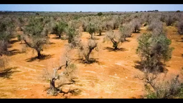 Bactérie "tueuse d'oliviers" : "il ne faut pas sous-estimer la gravité de la situation", avancent…