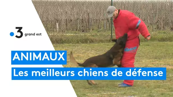 Animaux : une compétition canine avec les meilleurs chiens de défense