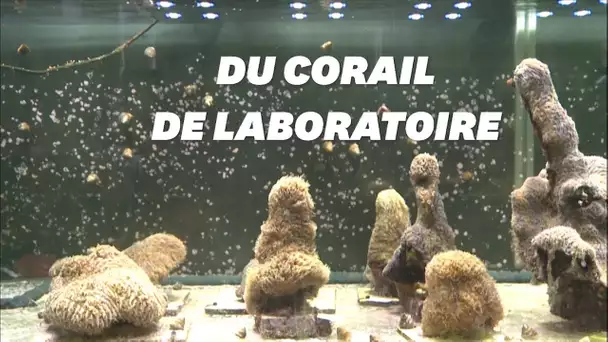 Du corail de l'Atlantique recréé en laboratoire pour sauver les mers