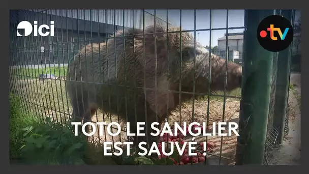 Toto le sanglier, menacé d'euthanasie, est finalement sauvé !