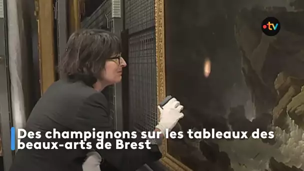 Des champignons sur les tableaux des beaux-arts de Brest