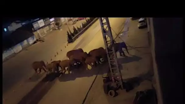 Éléphants errants en Chine : un troupeau parcourt seul tout le sud-ouest