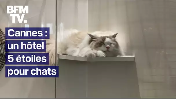 À Cannes, les chats peuvent séjourner dans un hôtel 5 étoiles pendant les vacances de leur famille