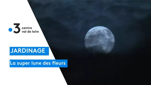 Jardinage : la super lune des fleurs accompagnée d'une éclipse totale pour planter et semer !