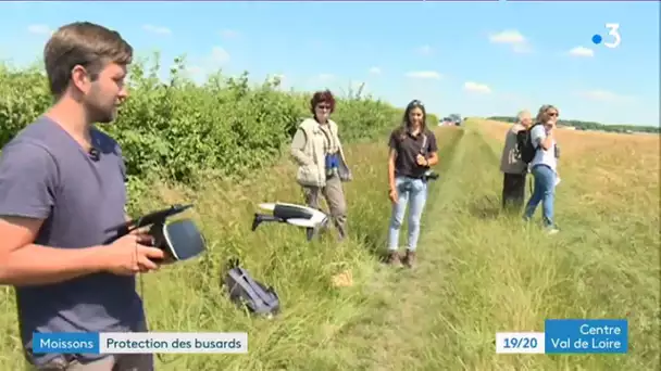 Protection des busards face aux moissons