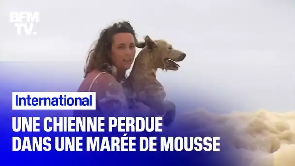 Une chienne se retrouve perdue dans une marée de mousse en Australie