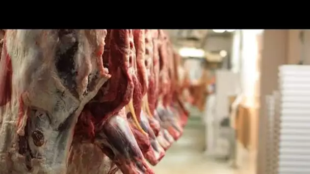 Plus de cent cas recensés dans les deux abattoirs français frappés par le Covid-19