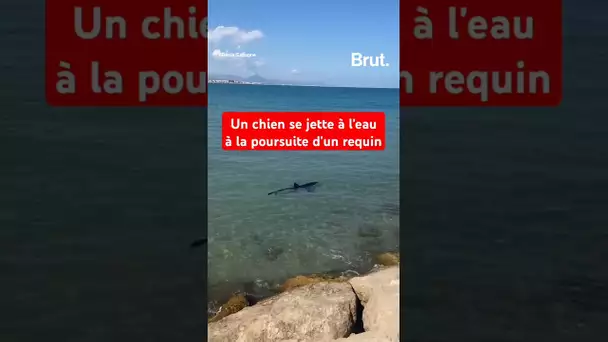 Un chien se jette à l'eau à la poursuite d'un requin