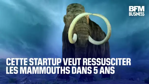 Cette startup veut ressusciter les mammouths dans 5 ans 🦣