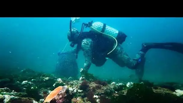 Un escargot de mer invasif permet de développer l'économie bleue de la mer Noire