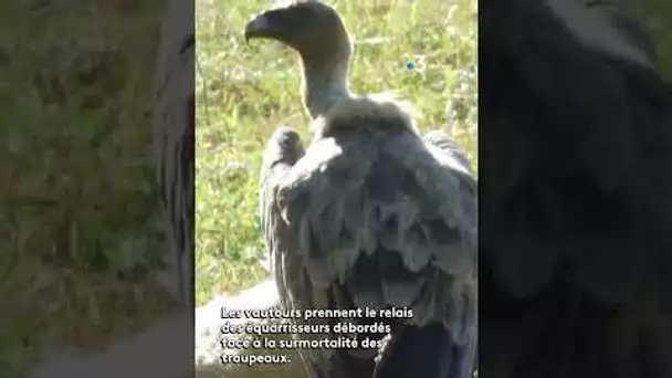 Les vautours au secours des éleveurs #nature #animaux #agriculture #montagne #pyrenees