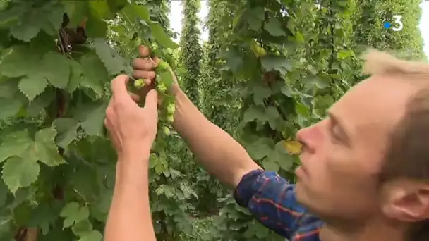 Une embellie pour le houblon du Nord de la France