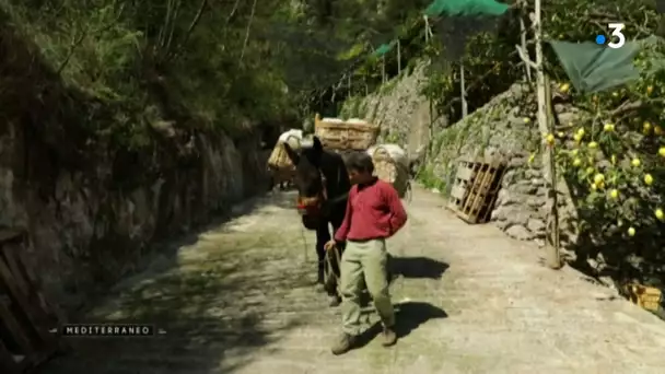 MEDITERRANEO – En Italie la côte amalfitaine, c'est le pays des citrons.