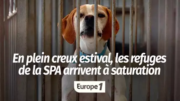 En plein creux estival, les refuges de la SPA arrivent à saturation